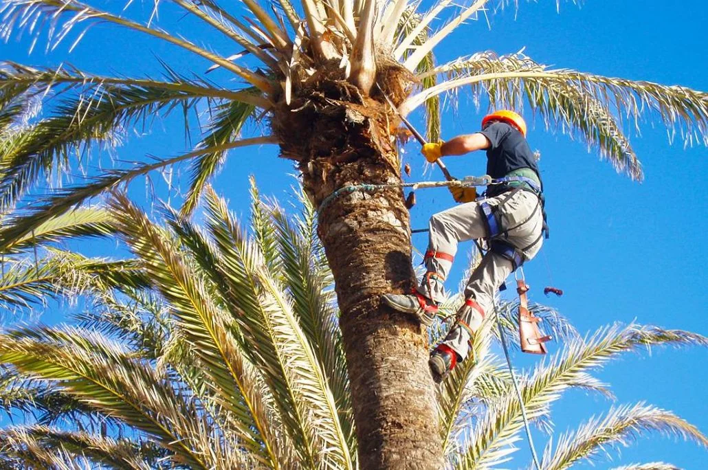 Profesional realizando poda de palmera en altura