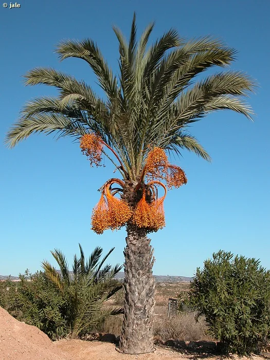 Palmera datilera: mantenimiento, poda y retirada de frutos