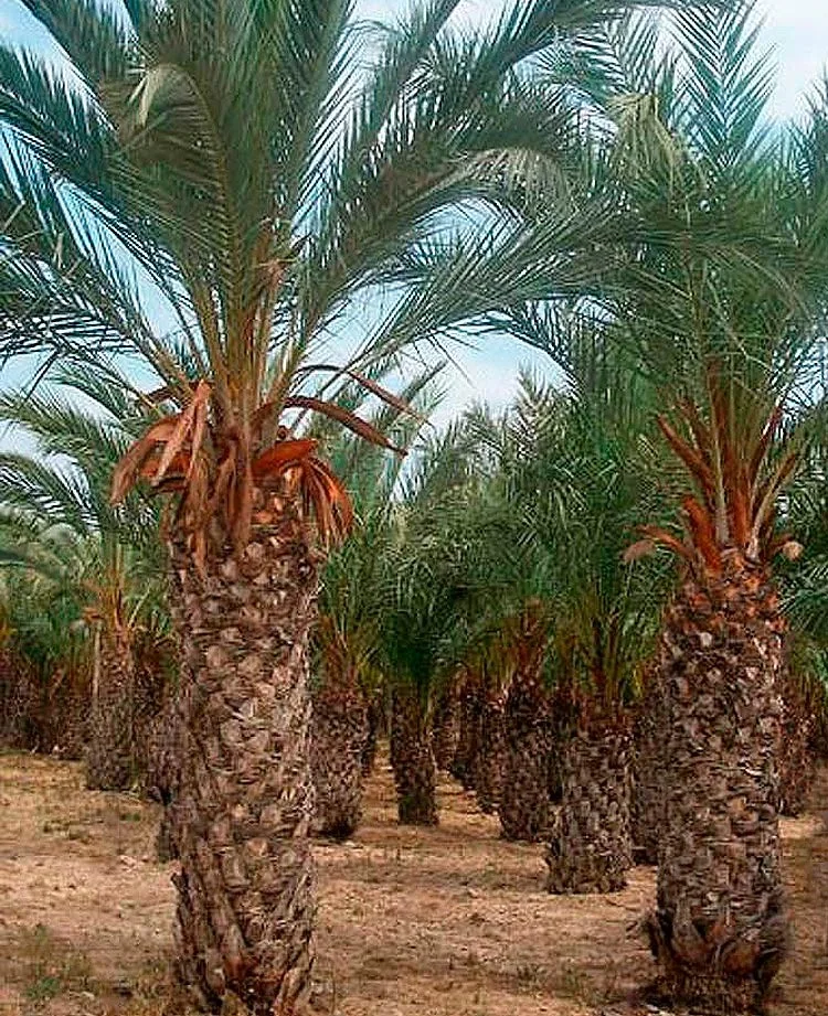 Phoenix dactylifera: poda de palmera datilera