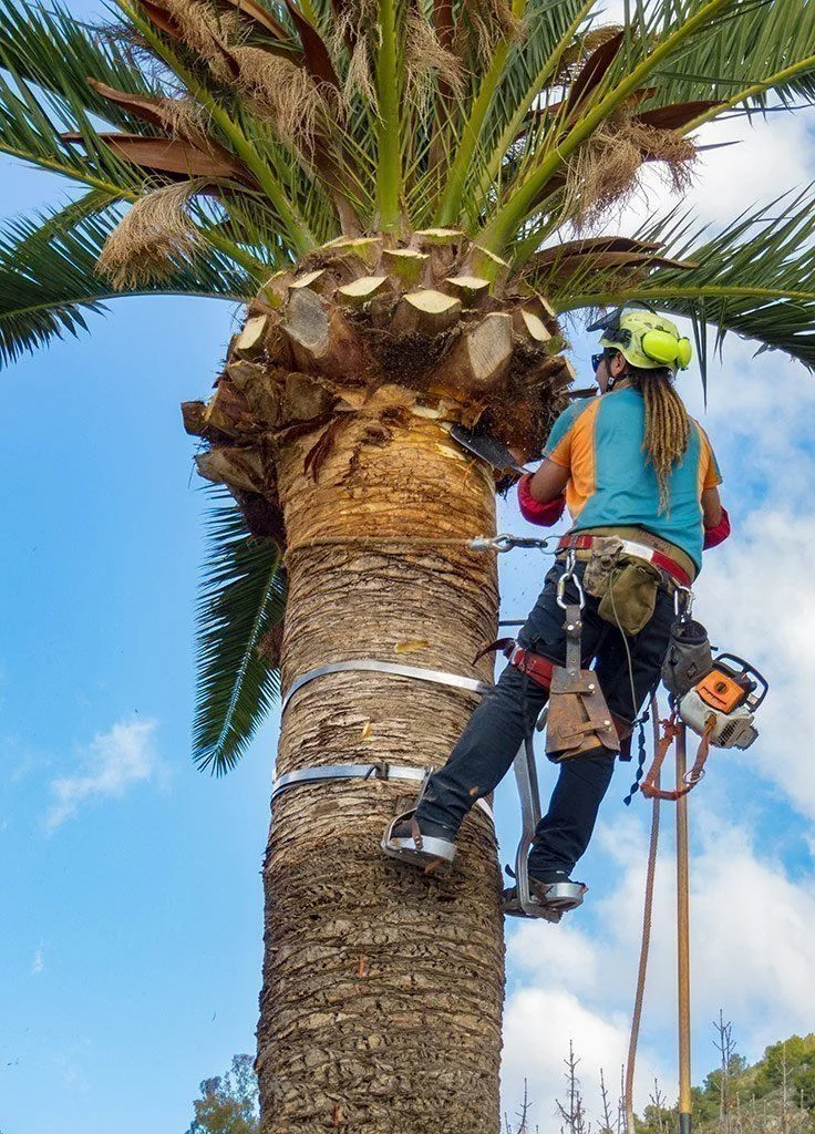 Poda de palmeras con plataforma elevadora