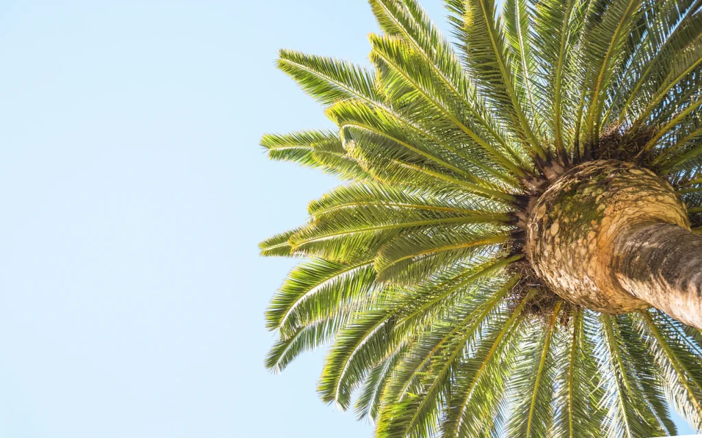 Palmera recién mantenida para explicar la relación entre poda, nutrición y conservación de una copa funcional