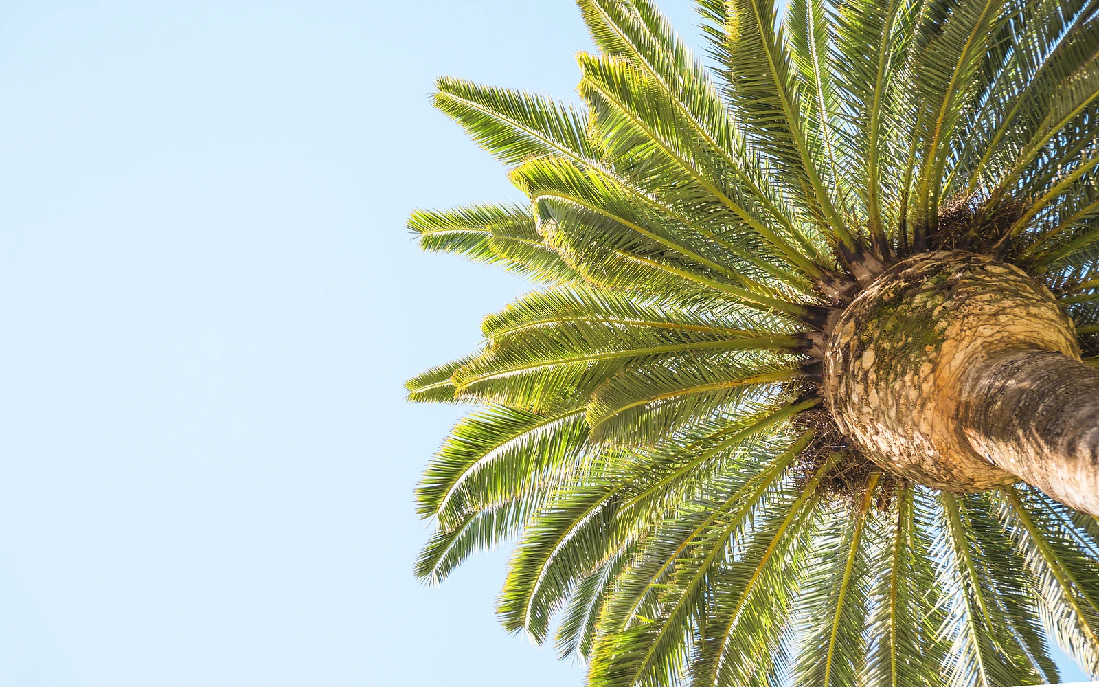 Palmera recién mantenida para explicar la relación entre poda, nutrición y conservación de una copa funcional