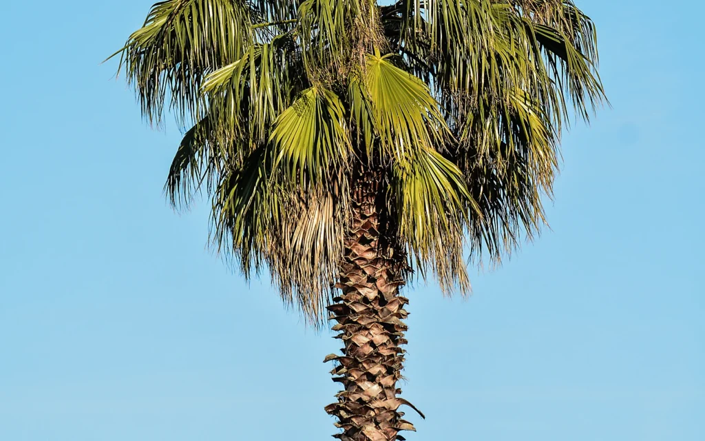 Clima mediterráneo y palmeras en Marina Alta: imagen ilustrativa de palmera bajo cielo despejado