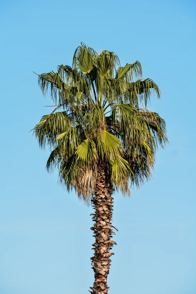 Cómo abonar una palmera - ejemplo de palmera para guía de mantenimiento