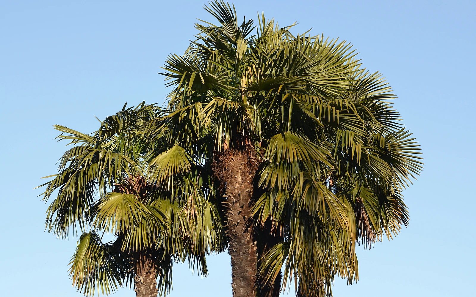 Palmeras ornamentales de jardín como apoyo visual para una guía sobre selección y retirada de hijuelos de palmito