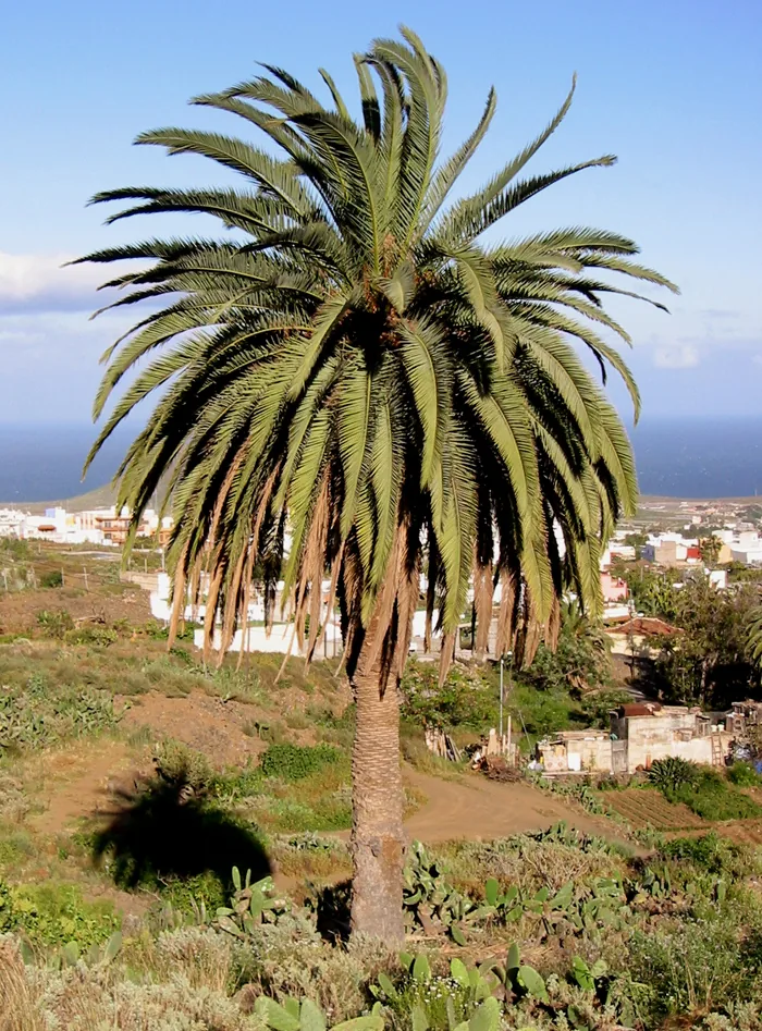 Cómo podar una Phoenix canariensis - ejemplo de palmera para guía de mantenimiento