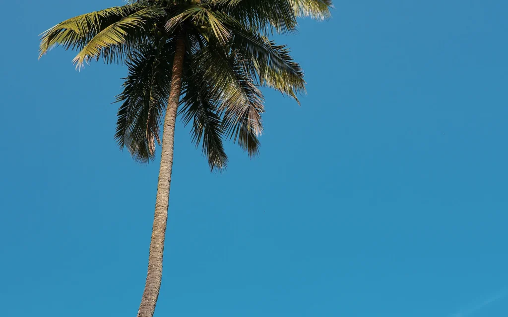 Palmera de hojas en abanico como apoyo visual para explicar la poda prudente de Trachycarpus fortunei