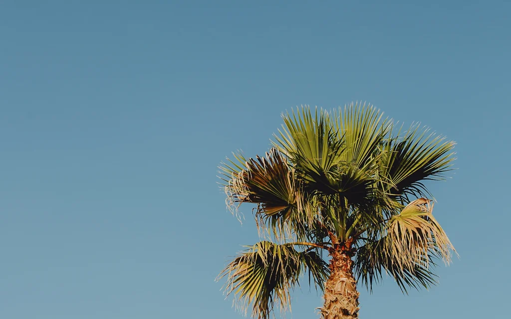 Retirada de hojas de palmera sin dañar el jardín: imagen ilustrativa de mantenimiento
