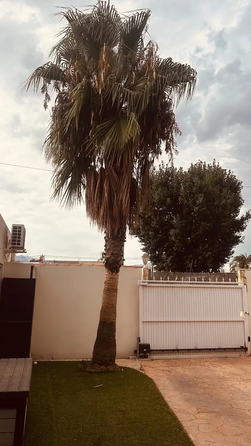 Palmera alta observada para evaluar señales de posible inestabilidad