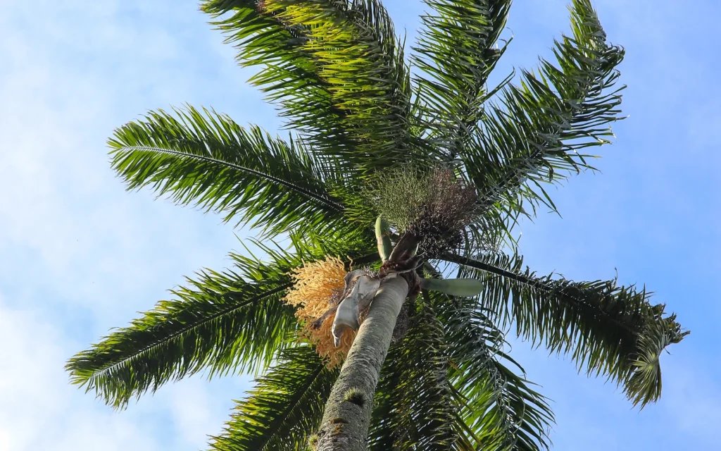 Frondas de palmera vistas con detalle para explicar cómo observar perforaciones compatibles con Paysandisia