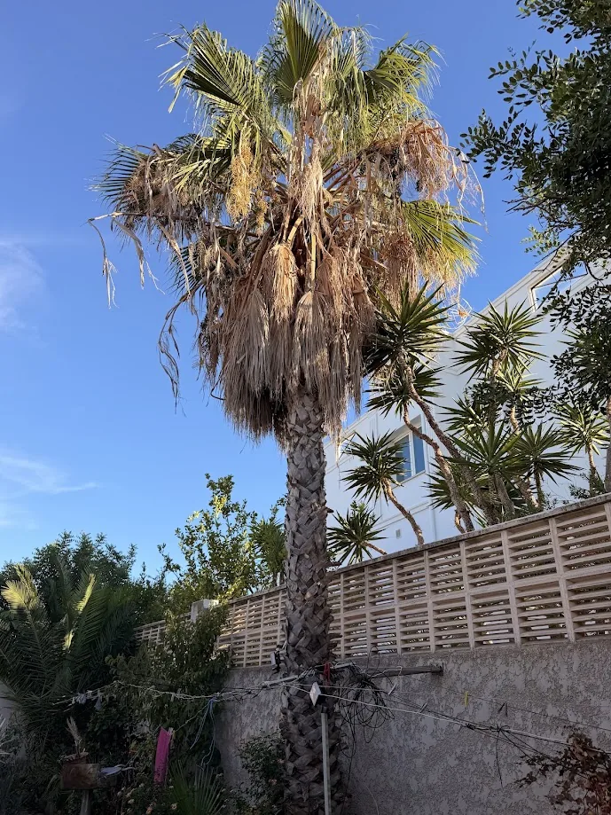 Cuándo podar una palmera canaria - ejemplo de palmera para guía de mantenimiento