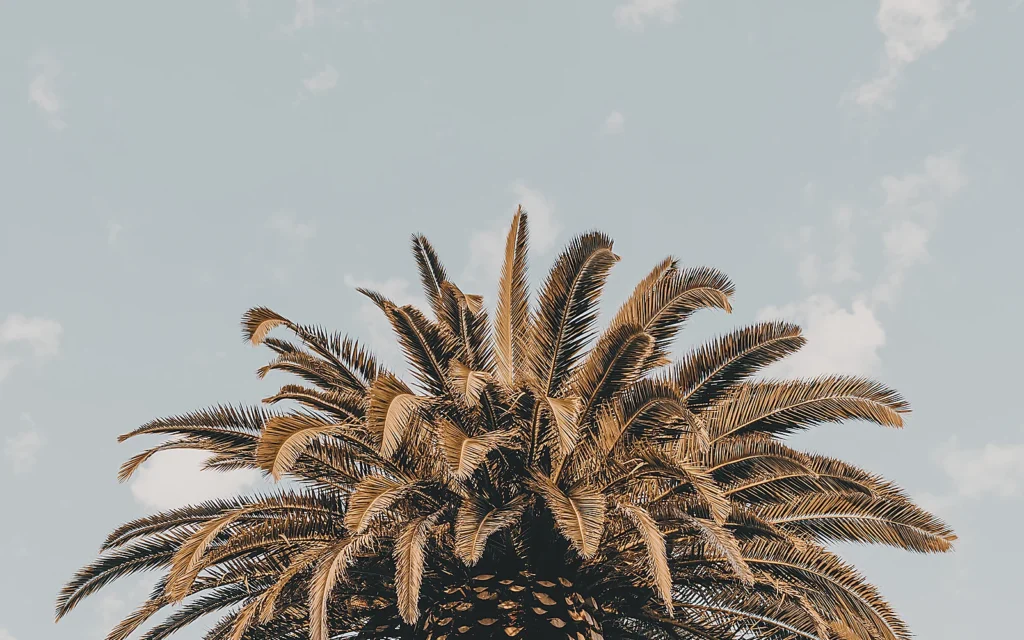 Cuándo podar palmeras en la Costa Blanca: imagen ilustrativa de palmera mediterránea