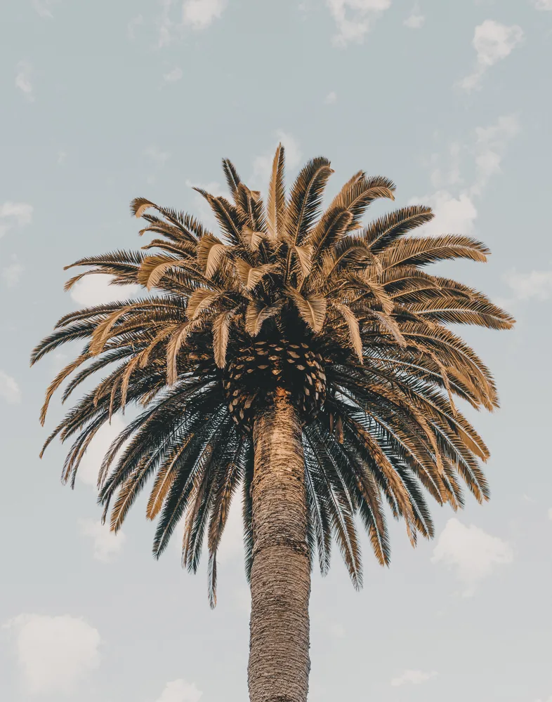¿Cuándo podar una Washingtonia? - ejemplo de palmera para guía de mantenimiento
