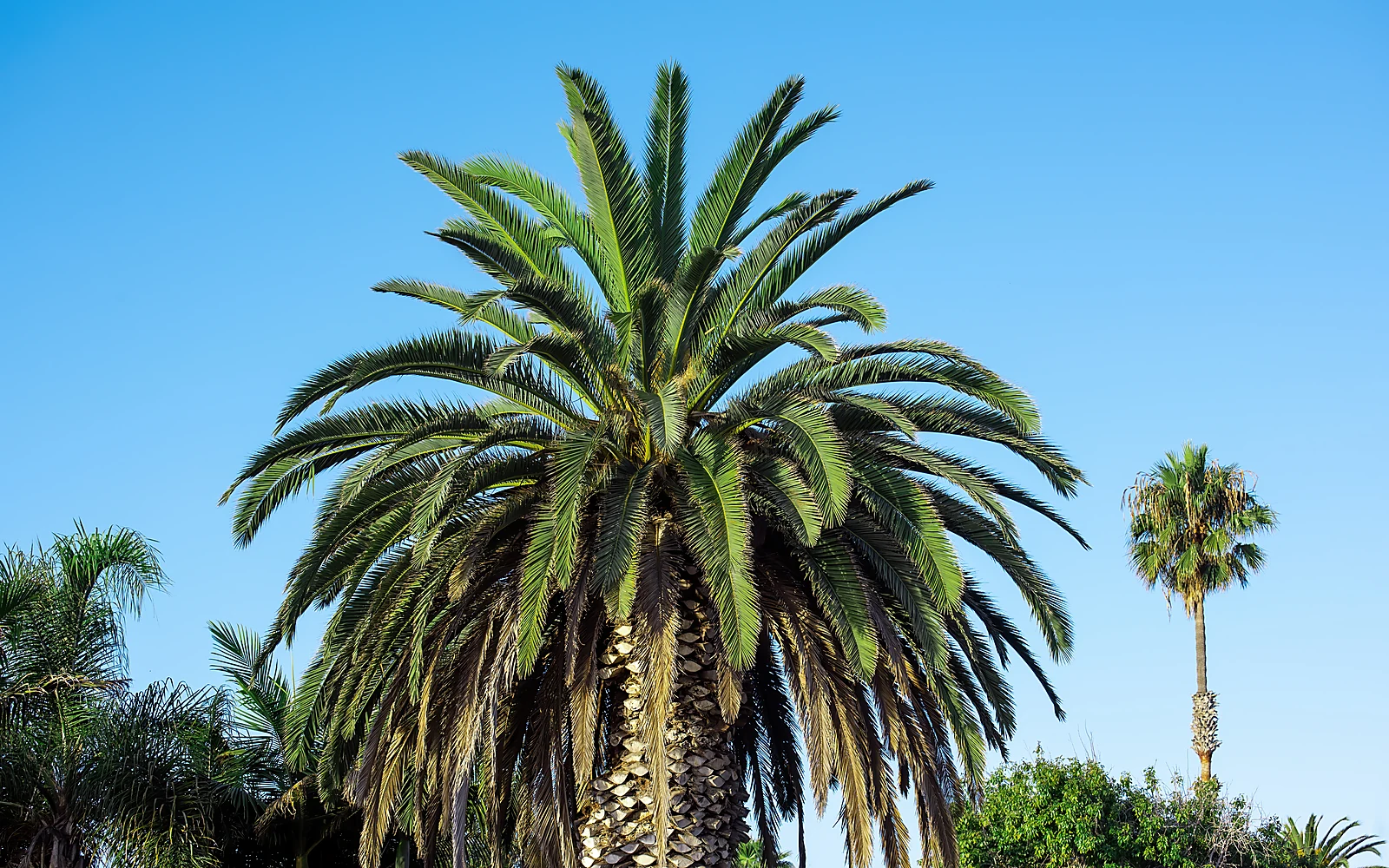 Precio de poda de palmeras: imagen ilustrativa nítida de una palmera de gran porte