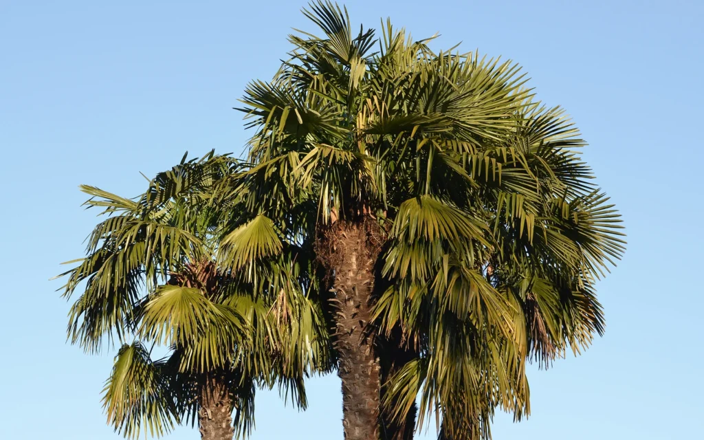 Precio de trasplantar una palmera: imagen nítida de apoyo para valorar tamaño, acceso y maquinaria