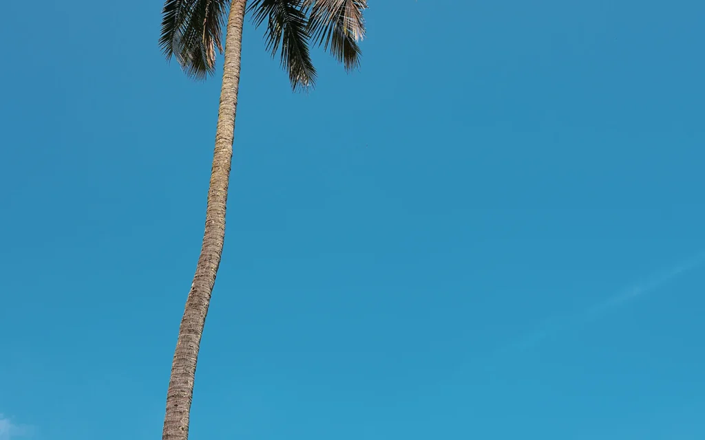 Tratamiento contra el picudo rojo en palmeras: imagen ilustrativa de corona de palmera