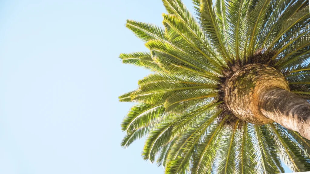 Cuánto hay que regar una palmera - ejemplo de palmera para guía de mantenimiento