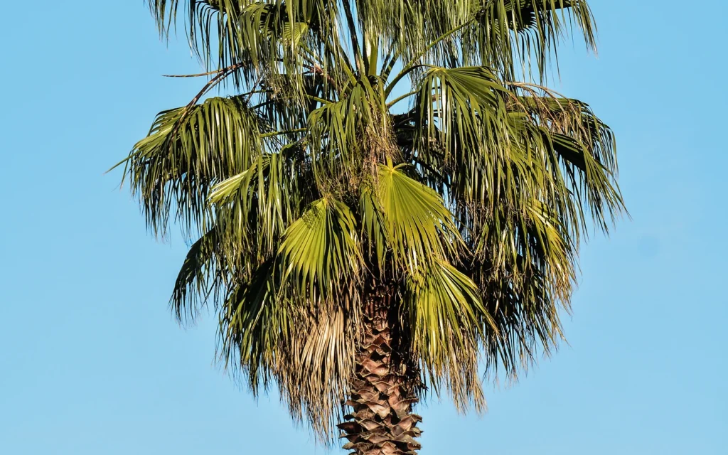 Recuperación de palmera trasplantada: fotografía nítida de apoyo para seguimiento y cuidados posteriores