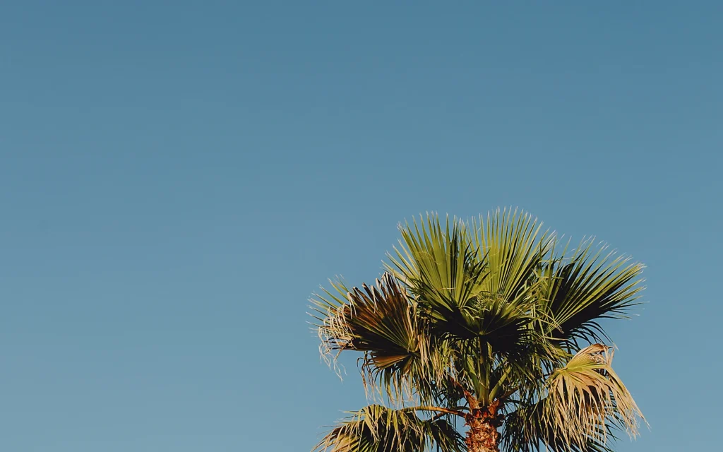 Cuidados de palmeras en Cumbre del Sol: imagen ilustrativa de palmera en ladera mediterránea