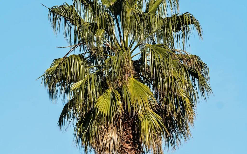 Palmera adulta para ilustrar una comparativa entre picudo rojo y Paysandisia sin atribuir síntomas concretos a la imagen
