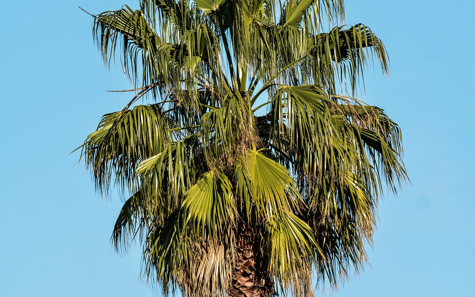 Palmera adulta para ilustrar una comparativa entre picudo rojo y Paysandisia sin atribuir síntomas concretos a la imagen