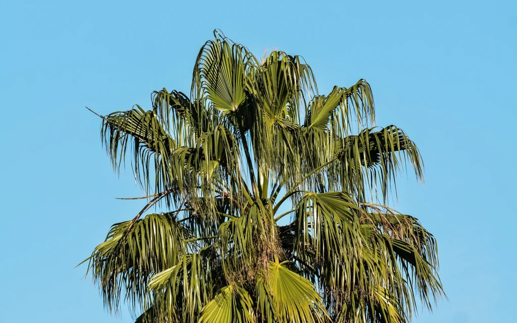 Distancia entre palmera y vivienda: fotografía de apoyo para planificar plantación y mantenimiento futuro