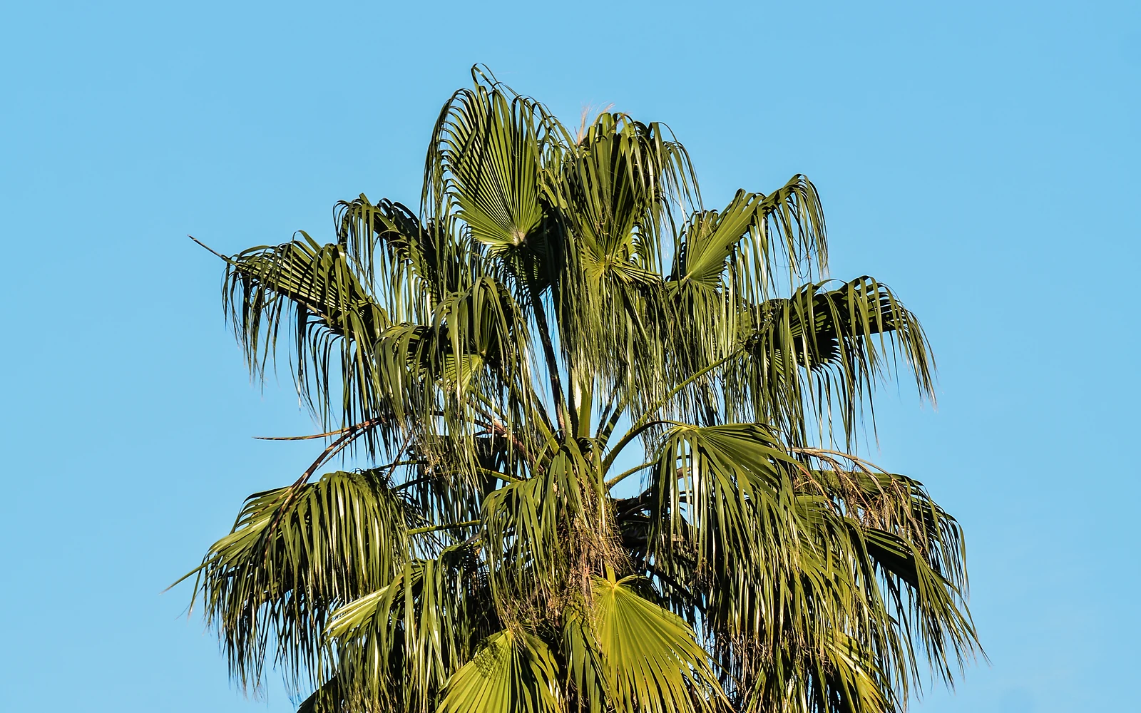 Distancia entre palmera y vivienda: fotografía de apoyo para planificar plantación y mantenimiento futuro