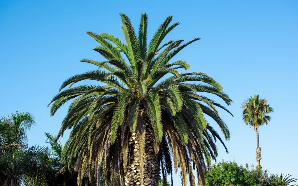 Palmera con follaje para explicar síntomas compatibles con falta de hierro sin afirmar un diagnóstico solo por la imagen