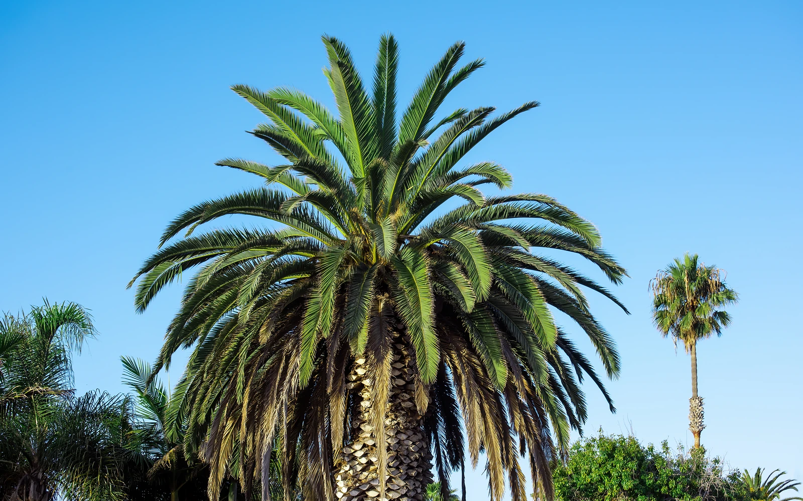 Palmera con follaje para explicar síntomas compatibles con falta de hierro sin afirmar un diagnóstico solo por la imagen