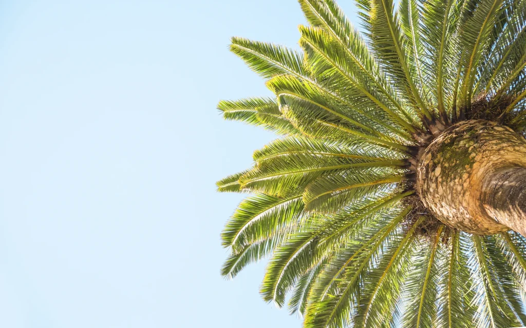 Frondas de palmera en alta resolución para explicar el patrón de falta de magnesio en hojas adultas