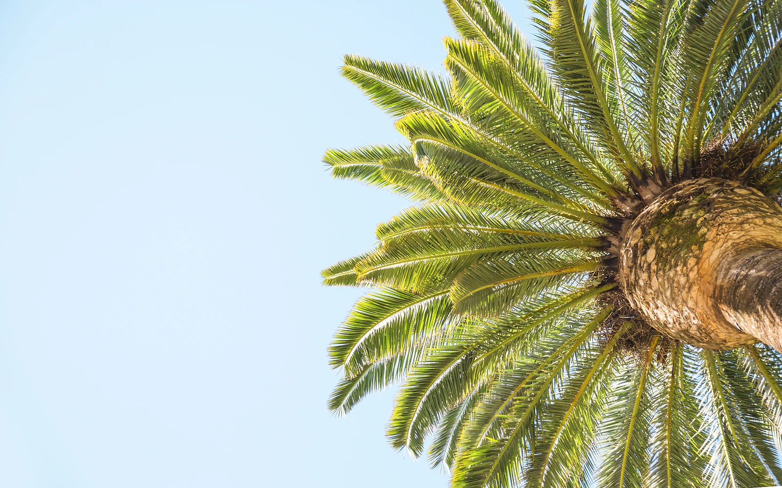 Frondas de palmera en alta resolución para explicar el patrón de falta de magnesio en hojas adultas
