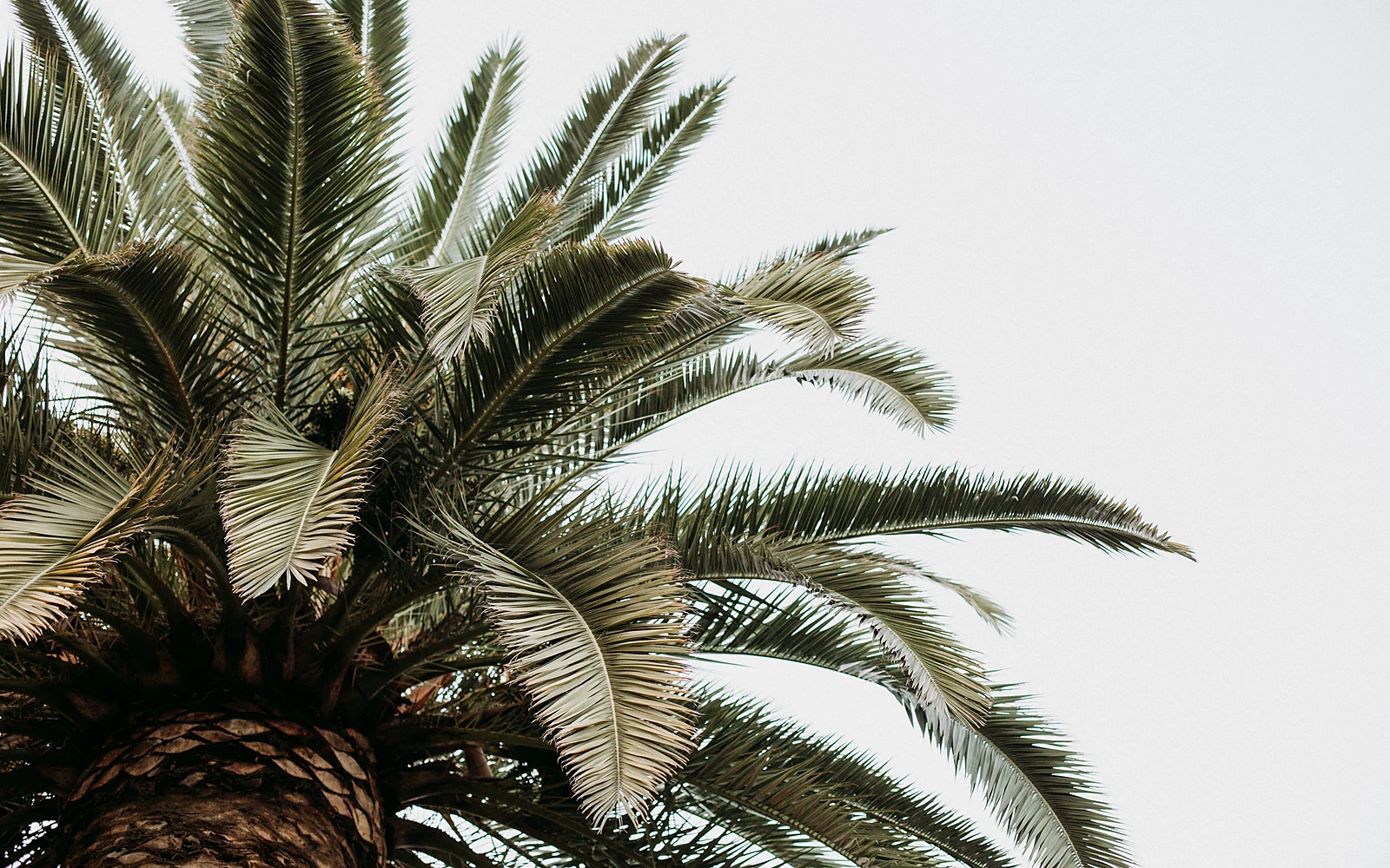 Palmera junto a una vivienda como apoyo visual para explicar prevención de caída de hojas hacia parcelas vecinas