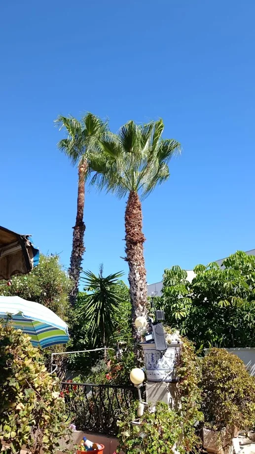 Hongos en palmeras: síntomas y actuación - ejemplo de palmera para guía de mantenimiento