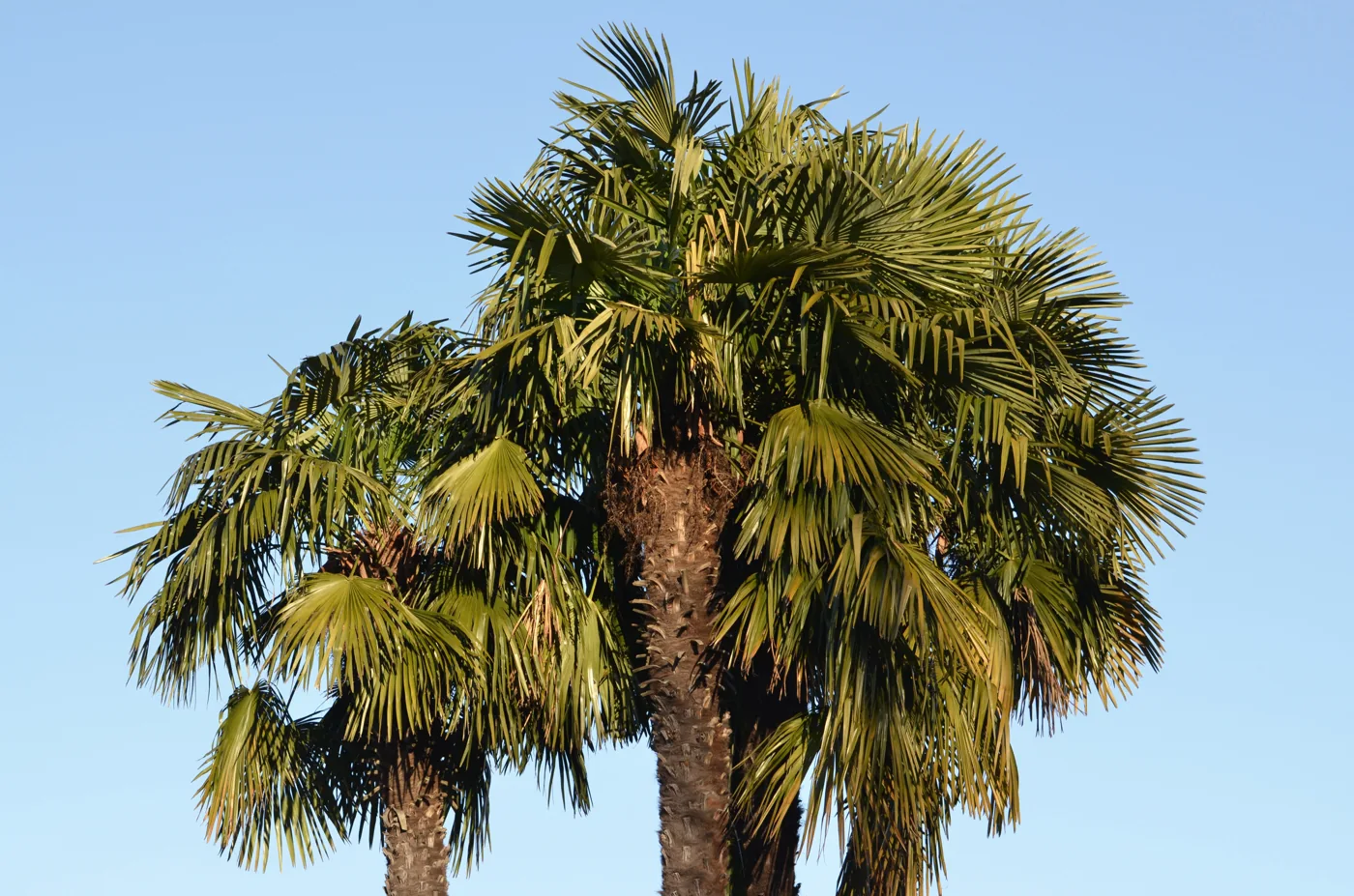 Imagen de palmera utilizada para ilustrar cómo limpiar una Washingtonia muy alta