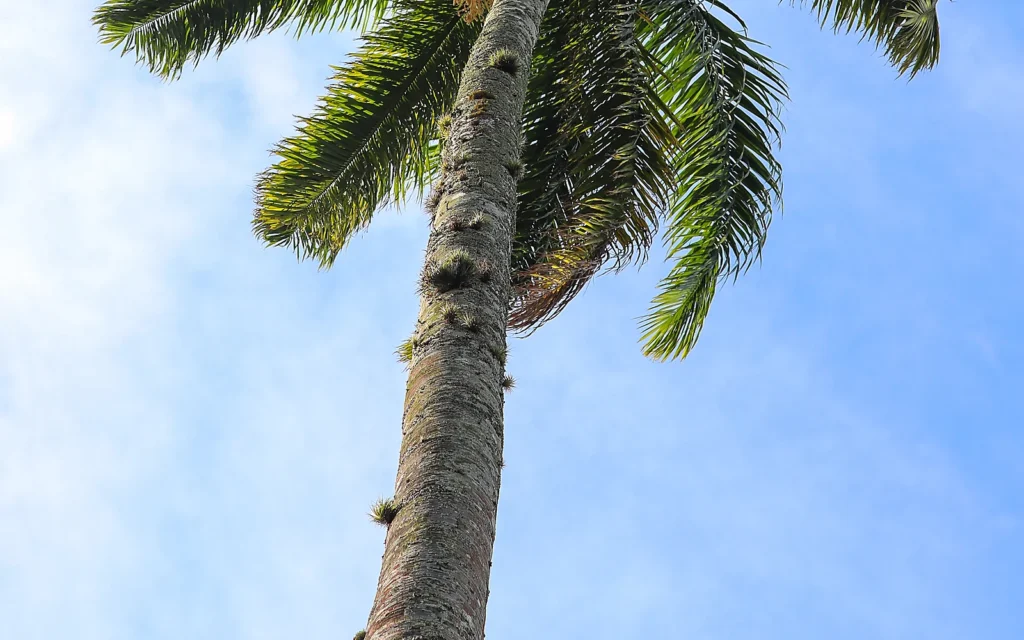 Mantenimiento de palmeras en jardines junto al mar: imagen ilustrativa de palmera costera