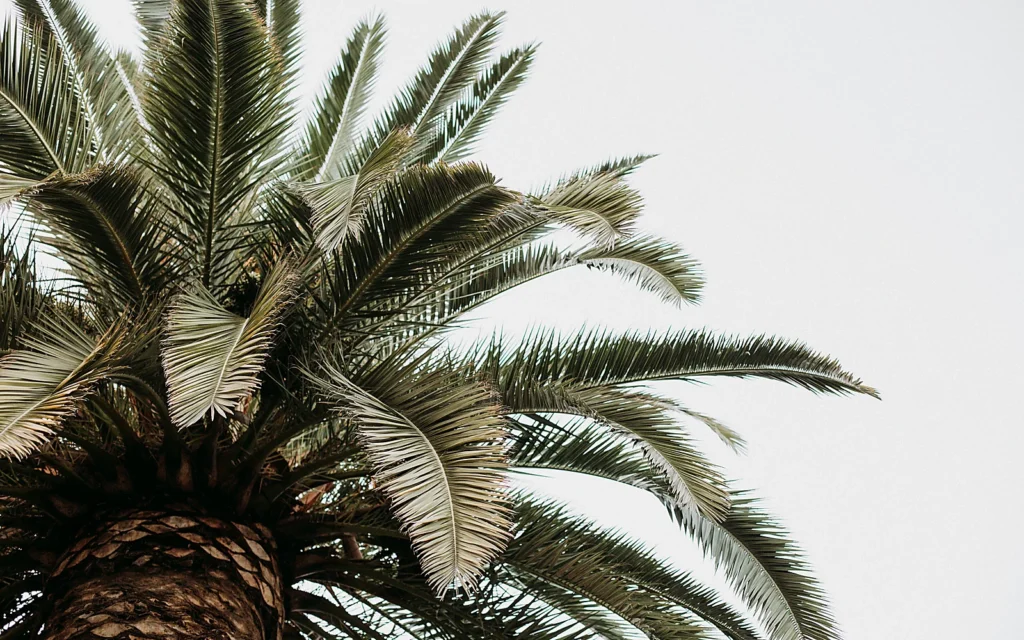 Mantenimiento de palmeras en villas de Moraira: imagen ilustrativa de jardín mediterráneo