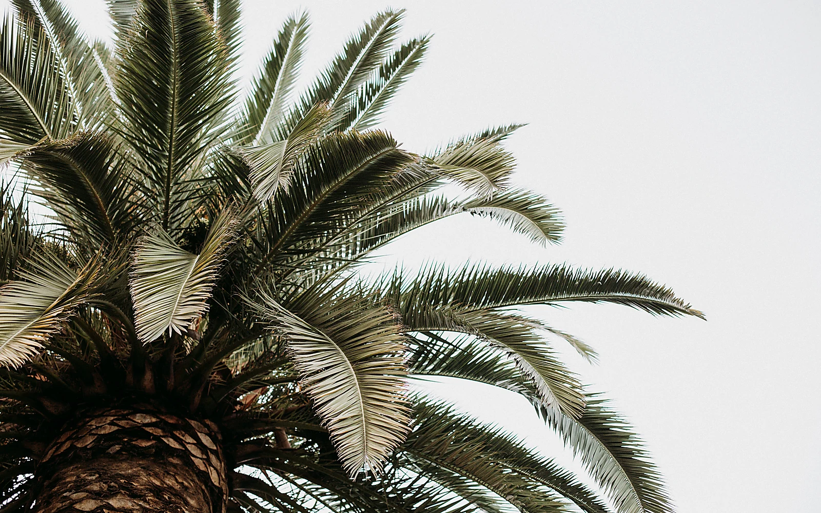 Mantenimiento de palmeras en villas de Moraira: imagen ilustrativa de jardín mediterráneo