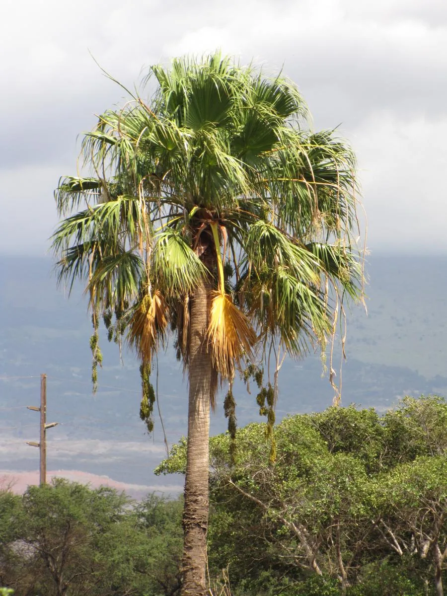 Palmera en la Marina Alta antes de planificar una poda