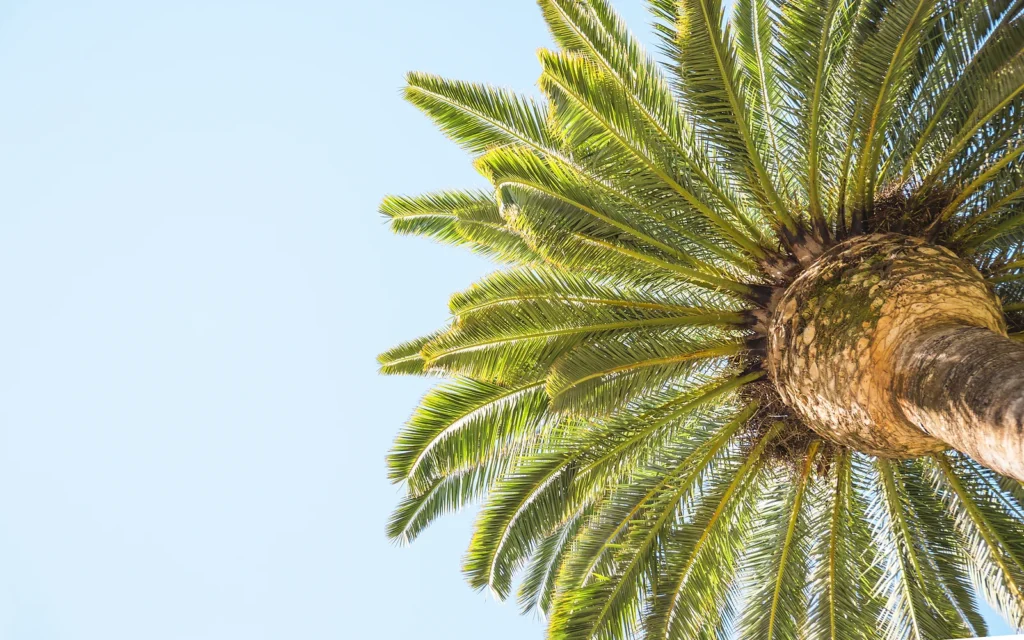 Mejor época para trasplantar palmeras: fotografía de apoyo de alta resolución en entorno mediterráneo