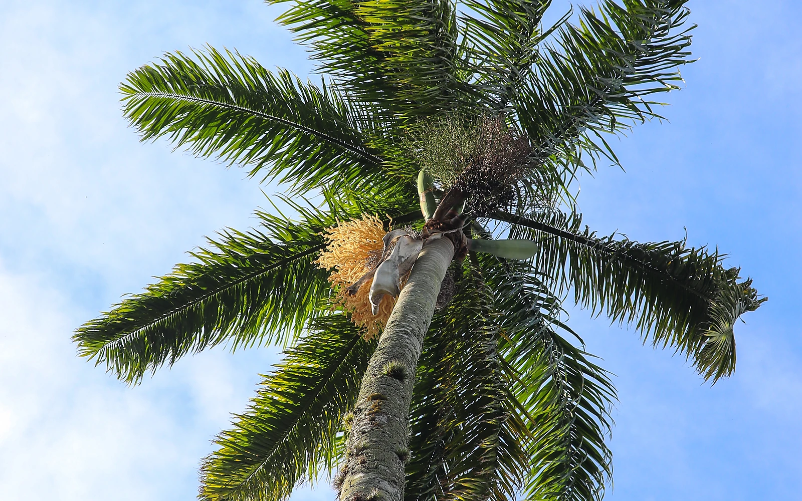 Palmera de gran porte como imagen de apoyo a una guía sobre permisos de tala en la Comunitat Valenciana