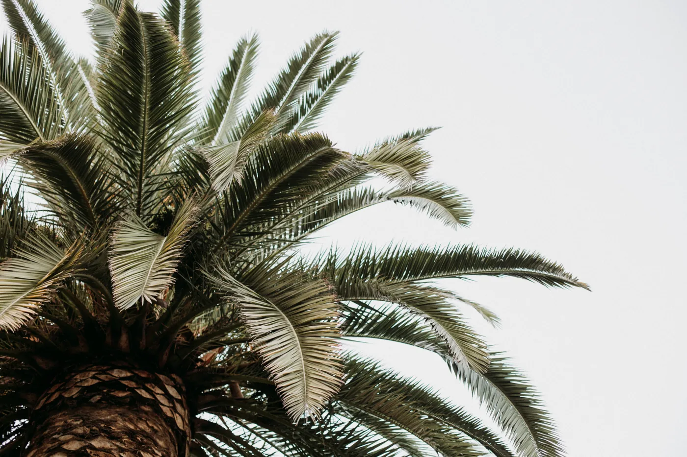 Imagen de palmera utilizada para ilustrar palmera años sin mantenimiento