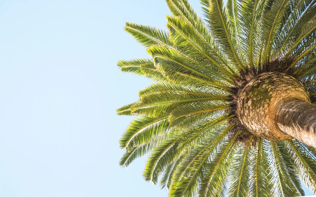 Palmera junto a una linde residencial como apoyo visual para una guía sobre invasión de parcelas vecinas