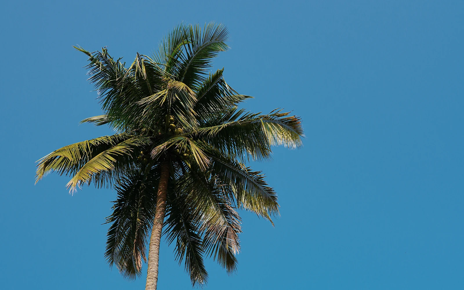 Palmera junto a piscina: imagen de alta resolución para valorar mantenimiento, acceso y espacio disponible