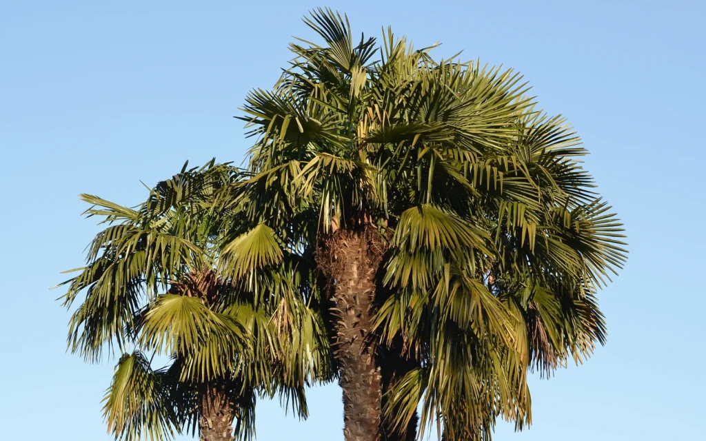Palmera junto a una vivienda: fotografía nítida de apoyo para evaluar distancia, copa y entorno construido
