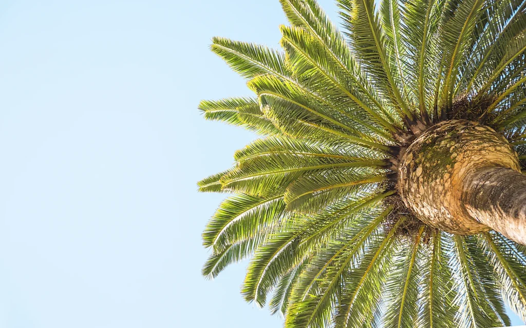 Poda de palmera dentro de un patio: imagen ilustrativa de palmera en espacio residencial