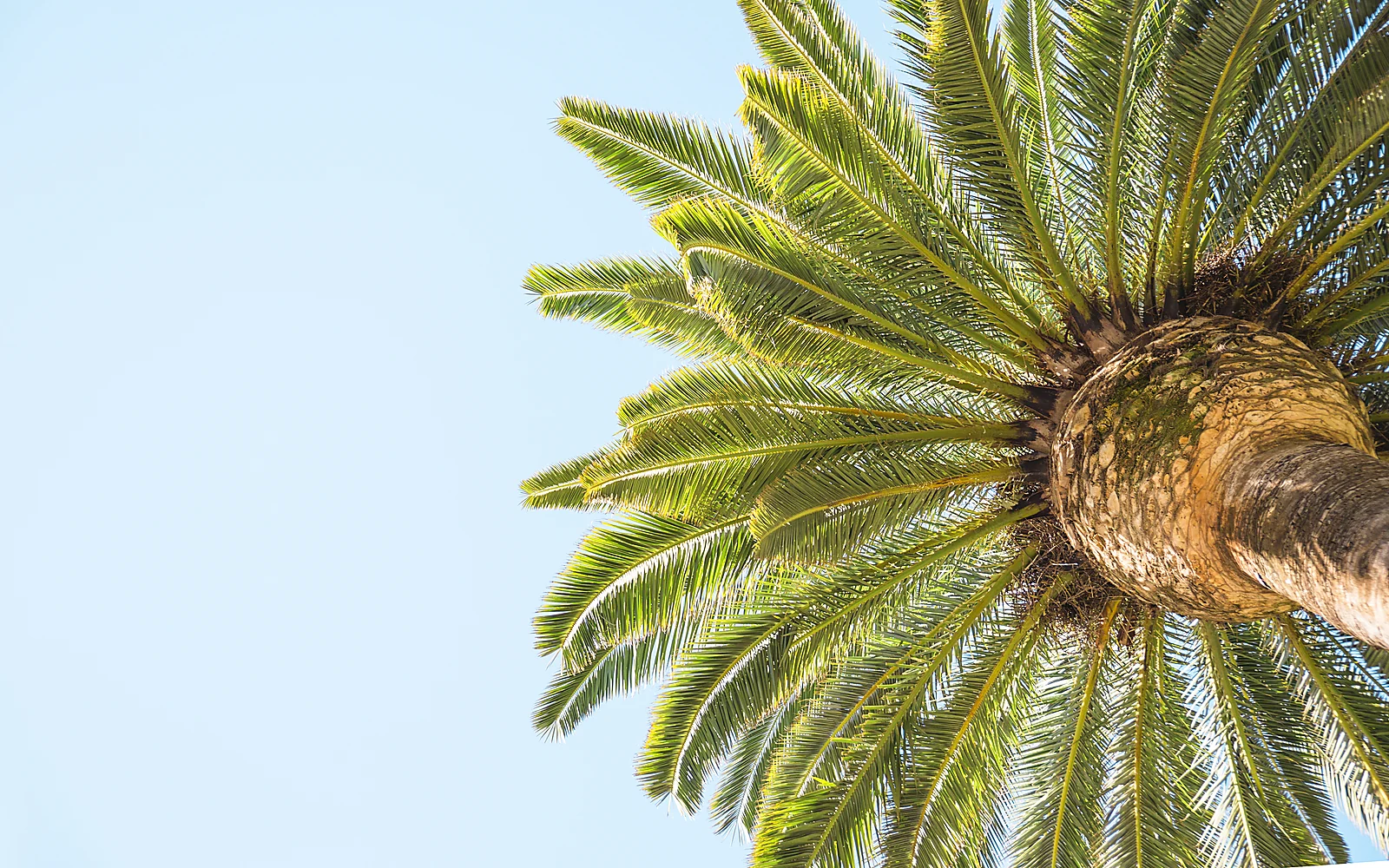 Poda de palmera dentro de un patio: imagen ilustrativa de palmera en espacio residencial