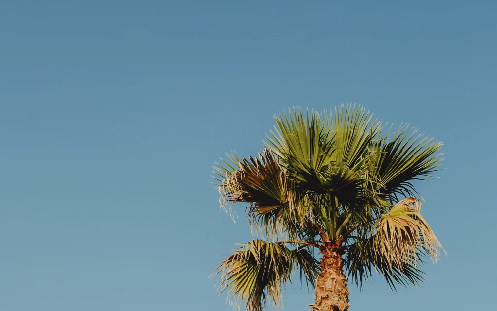 Palmera para jardín pequeño: fotografía nítida de apoyo para elegir especie por porte y mantenimiento