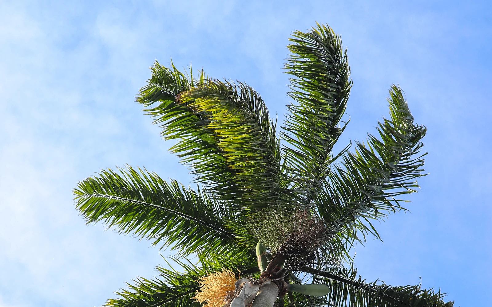 Palmera próxima a muro: imagen de apoyo nítida para valorar espacio, tronco y elementos construidos