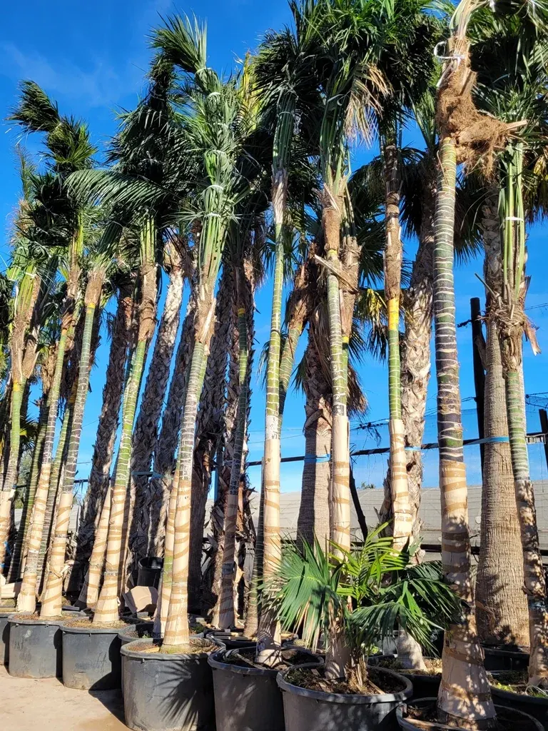 Palmera alta observada desde una zona segura para explicar una actuación de urgencia
