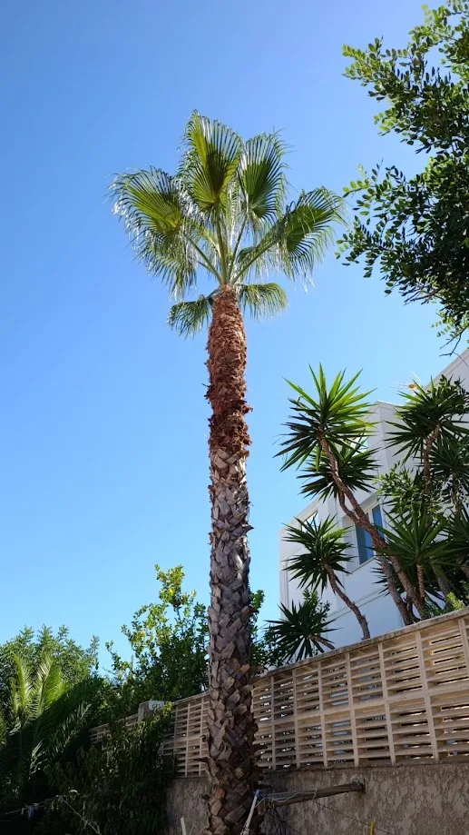 Palmera que necesita valoración tras años sin poda